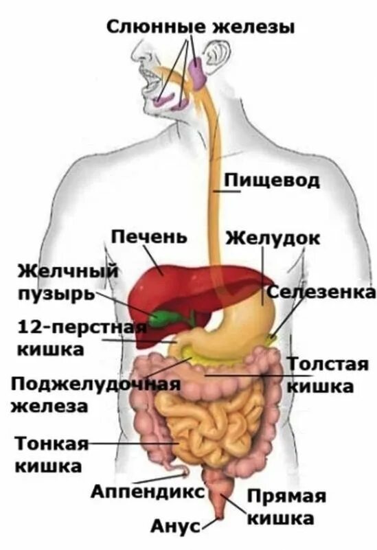 Кишечный тракт что входит. Органы пищеварения органы пищеварительного тракта. желудочно-кишечный тракт человека схема. пищеварительная система желчный пузырь анатомия. строение желудка желчного пузыря и печени.