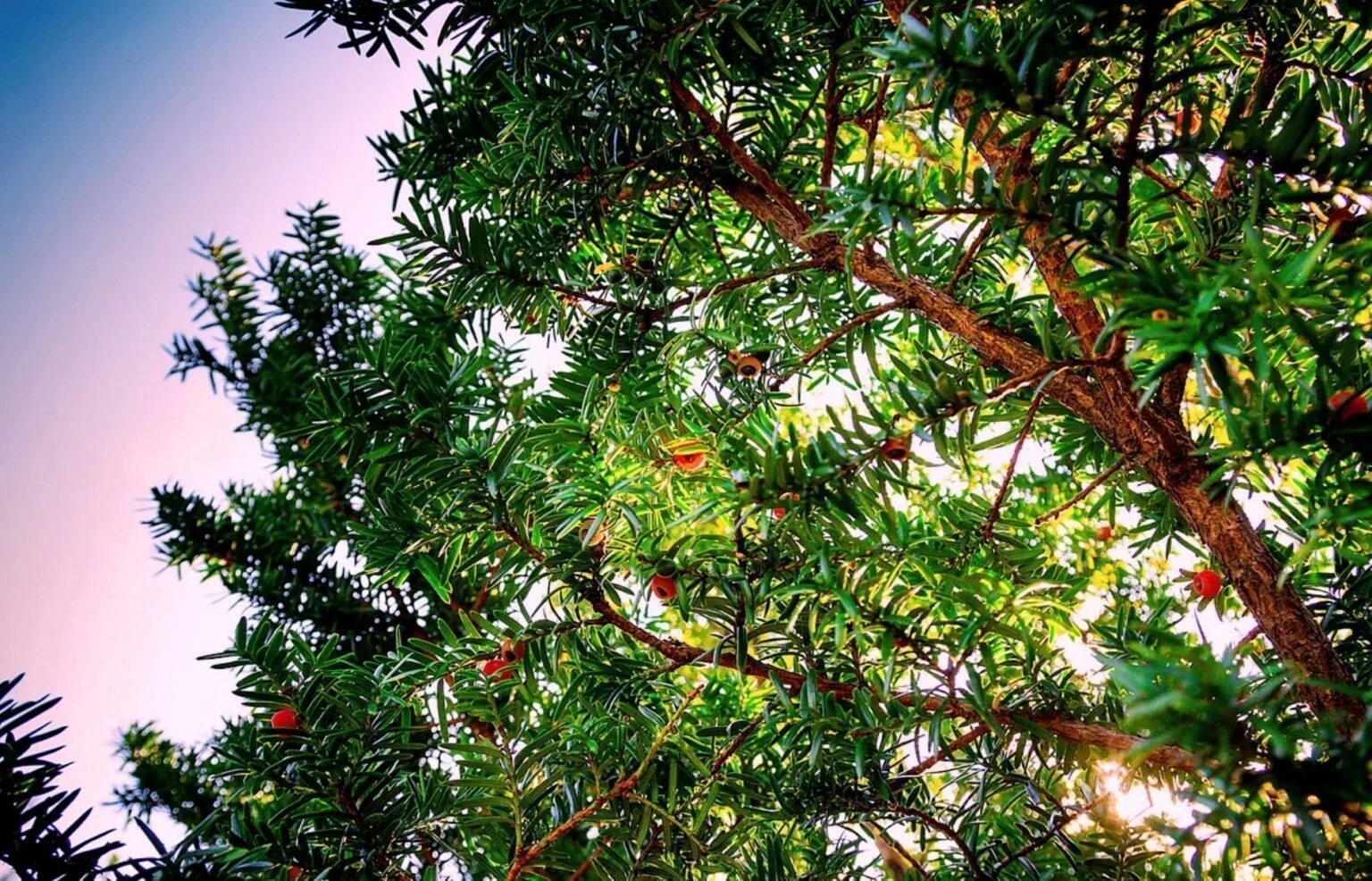 Ис тис. Тис ягодный дерево. Тисс хвойное дерево. Тисс ягодный (Taxus baccata. Растения Крыма тис ягодный.