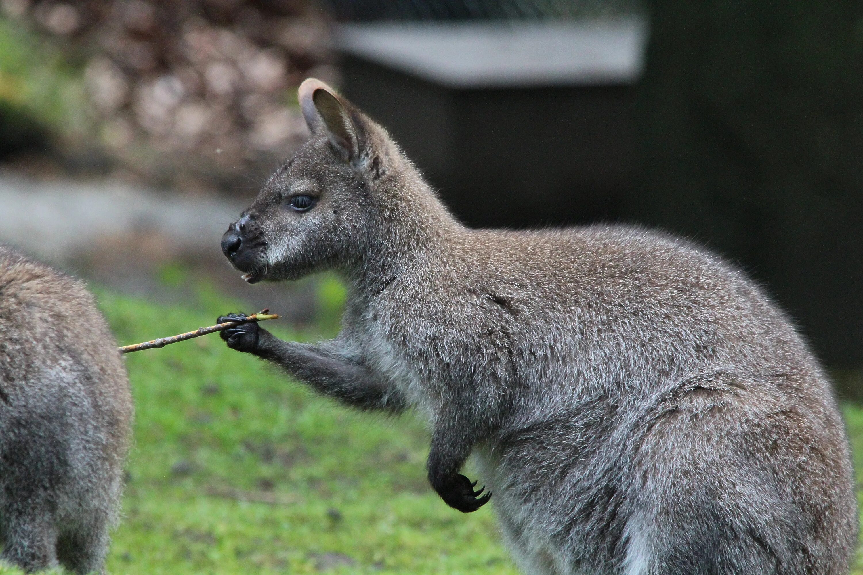 Сумчатое животное название. Сумчатые кенгуру. Сумчатые животные Австралии кенгуру. Валлаби Австралия. Кенгуру валлаби.