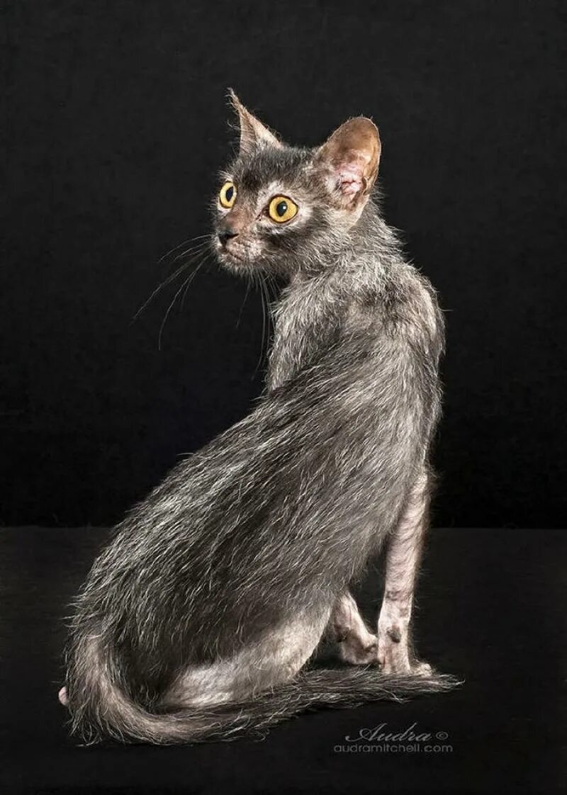 Кошки ликой фото цена. Ликои кошка. Кот оборотень Ликой. Ликои (Ликой). Ликой (Lykoi) кошка оборотень.