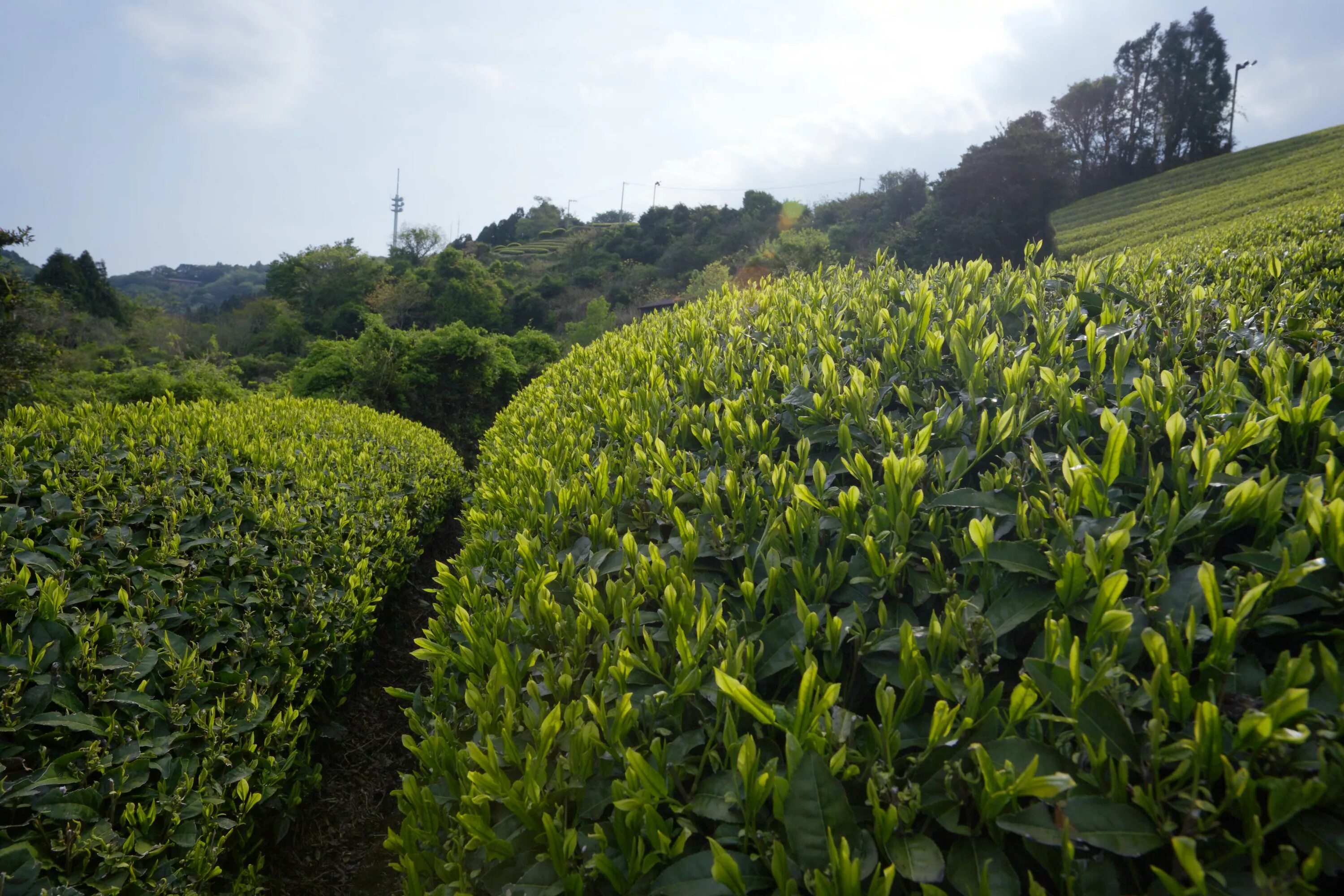 Виды плантаций. Camellia sinensis плантация. Чайные плантации Камелия Синенсис. Куст чая плантация Камелия. Чайный куст китайская Камелия.