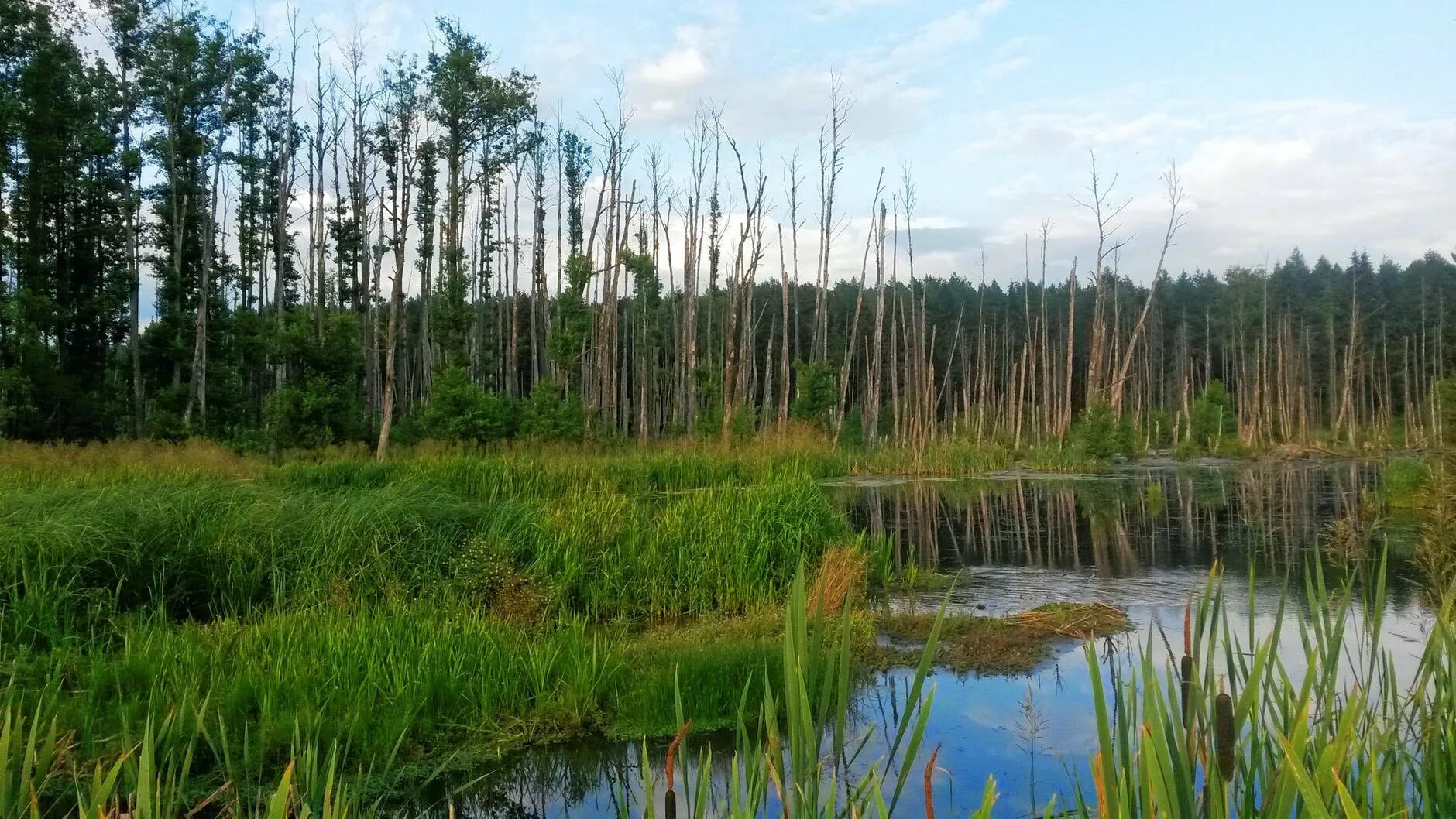 таежный болотистые озера. водно болотное угодье. полистовский государственный природный заповедник. водноболотние угодя росии. болотная б.