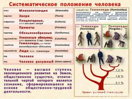 Биологический род человека