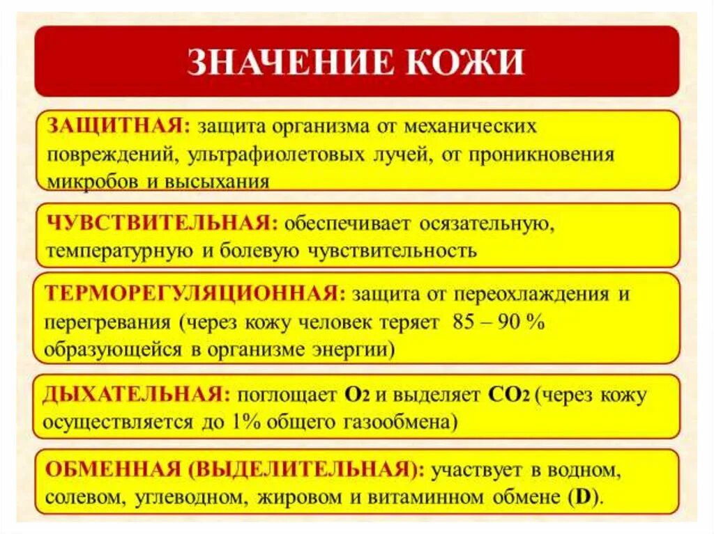 Какие функции выполняет кожа человека обж. Значение кожи для организма. Доклад на тему значение кожи. Значение кожи презентация. Доклад на тему значение кожи для организма.