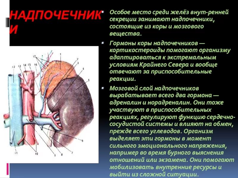 Что выделяют надпочечники. Почки и надпочечники строение. Надпочечники строение гормоны. Надпочечники расположение строение. Внешнее строение надпочечников.