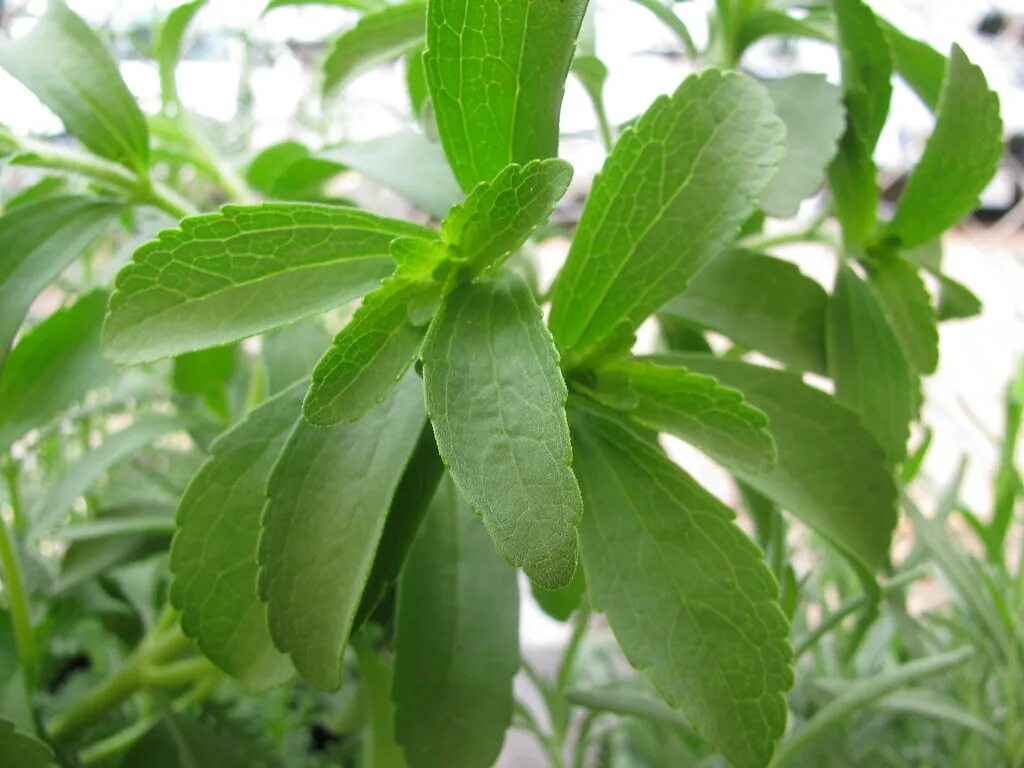 Stevia rebaudiana растение. Стевия рассада. Стевия Stevia rebaudiana Sweety. Стевия медовая.