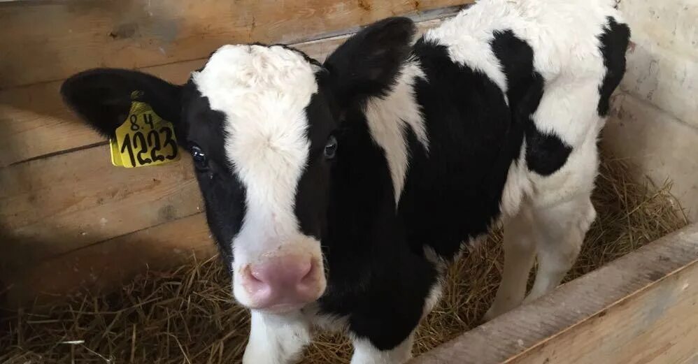 Бычок маленький. Возраст бычка. Корова черной масти. Вес молодого бычка. Бычек.