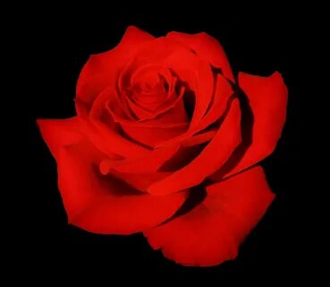 Red rose mp3