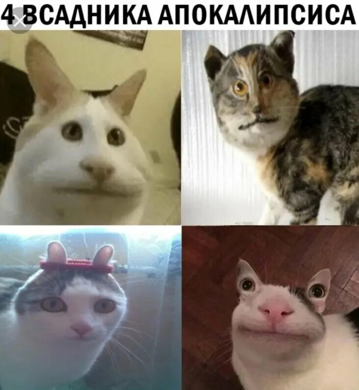 Мем 4 кота. Кот мем. мемы с котиками. популярные мемы с котами. 4 всадника апокалипсиса коты.