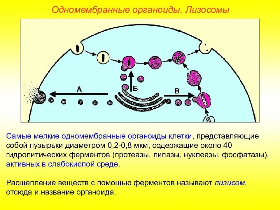 Гольджи ферменты. Первичные и вторичные лизосомы. Структура первичных лизосом. Вторичные лизосомы функции. Лизосомы первичные вторичные и третичные.