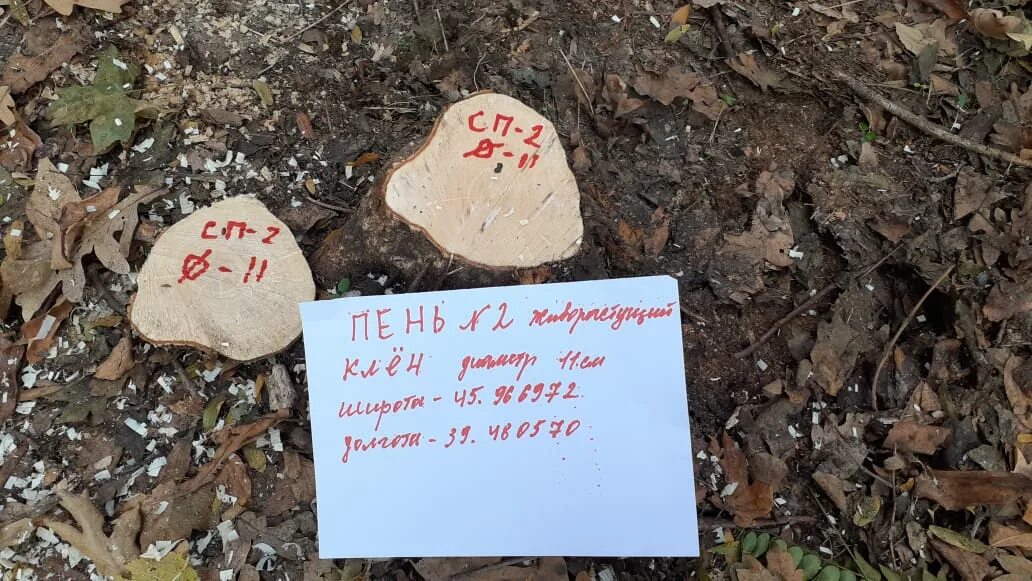 Против вырубки деревьев. Незаконные вырубки леса в краснодарском крае. листовка против вырубки леса. объявление о запрете вырубки деревьев. убийство в челбасском лесу.