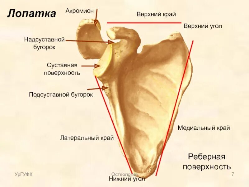 Строение лопатки человека анатомия. Лопатка анатомия латеральный угол. Лопатка медиальный край и латеральный. Нижний край акромиального отростка лопатки.