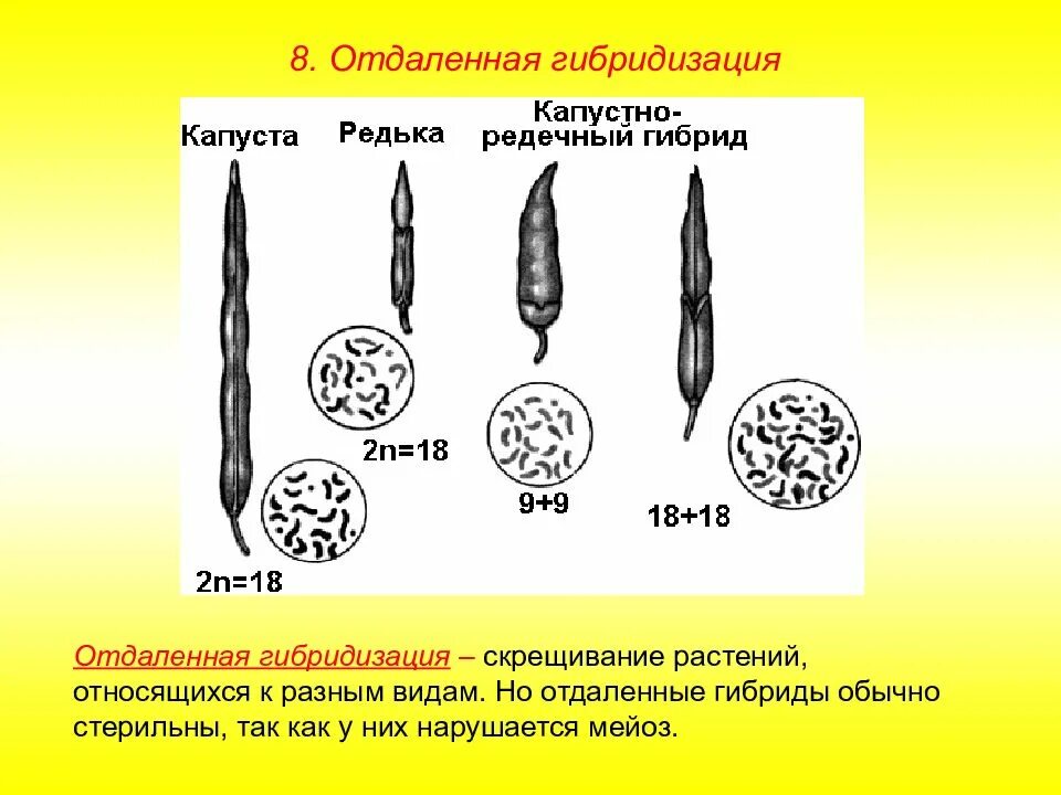 5 отдаленная гибридизация. Отдаленная гибридизация. Отдалённая гибридизация растений. Отдаленная гибридизация в селекции растений. Методы отдаленной гибридизации.