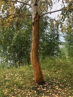 Спас береза