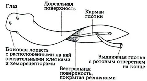 Внешнее строение белой планарии