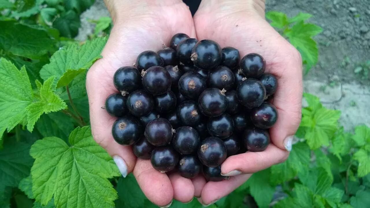 Какой сорт самой крупной смородины. Смородина черная Селеченская 2. Смородина Селеченская куст. Смородина черная "Селеченская 2" куст. Саженец смородина черная Селеченская.