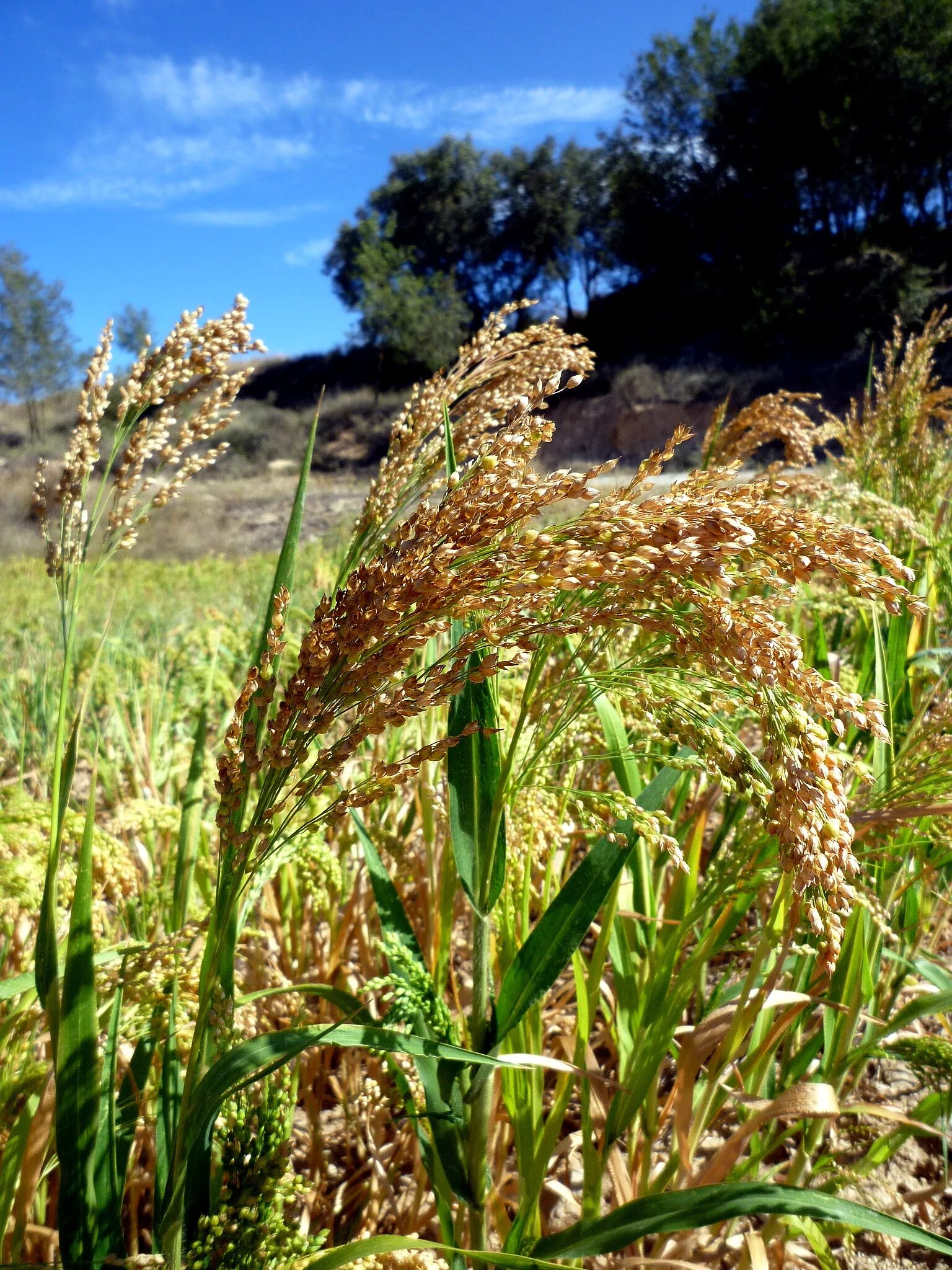 Просо сорнополевое. Просо пшено просо. Просо (Panicum miliaceum). Просо волосовидное паникум. Особенности проса