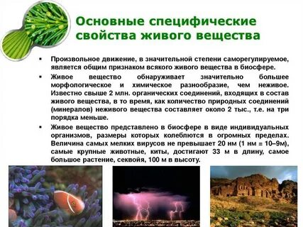 Презентация основные химические соединения живой материи