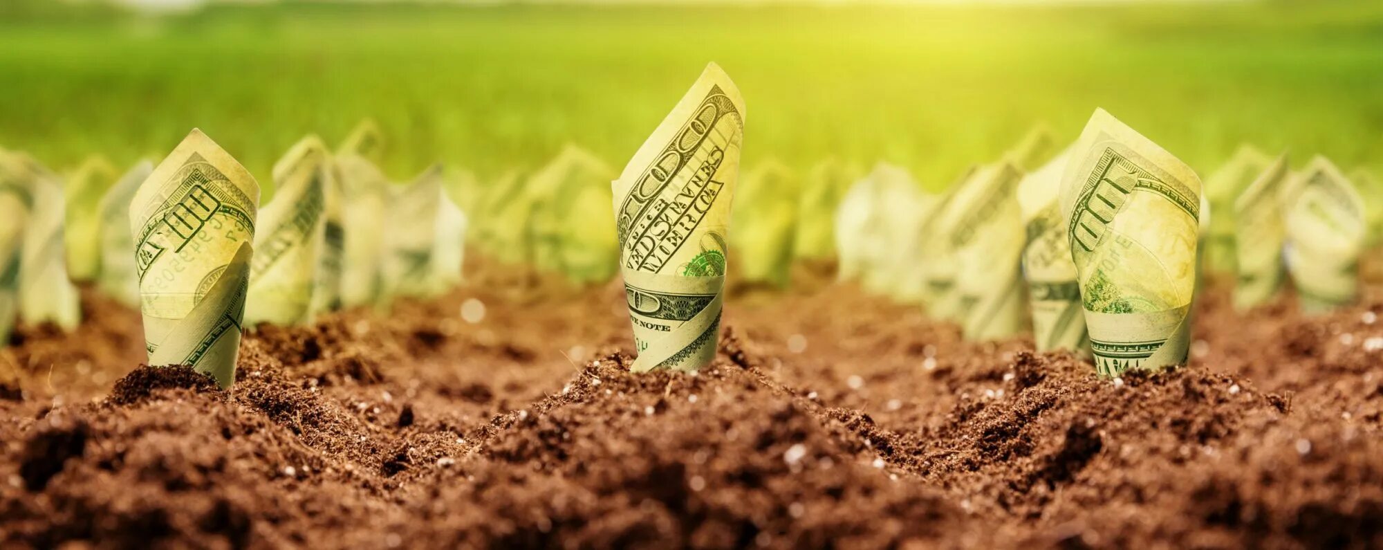 Land money. Saving land. Сохранение природы. Руки домиком. Kashmir day.