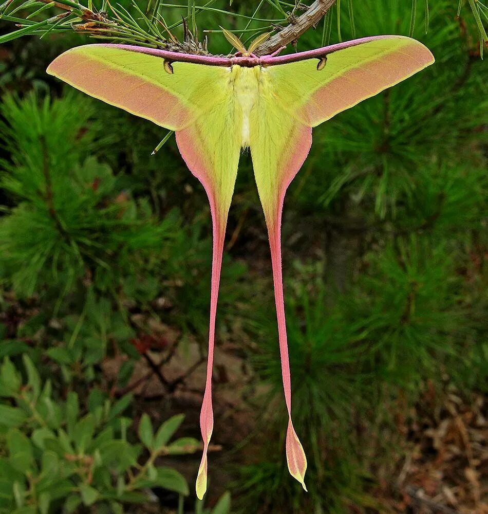 Самые редкие бабочки. Красивые бабочки. Необычные бабочки. Бабочка белокрылка. Бабочка парусник коцебу.