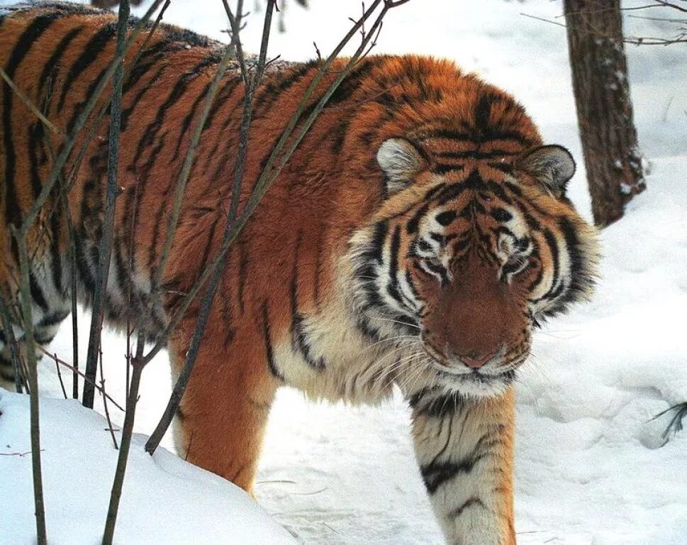 Животные красной книги дальнего востока. Амурский тигр. Дальний Восток Амурский тигр. Уссурийский тигр. Амурский тигр красная книга.