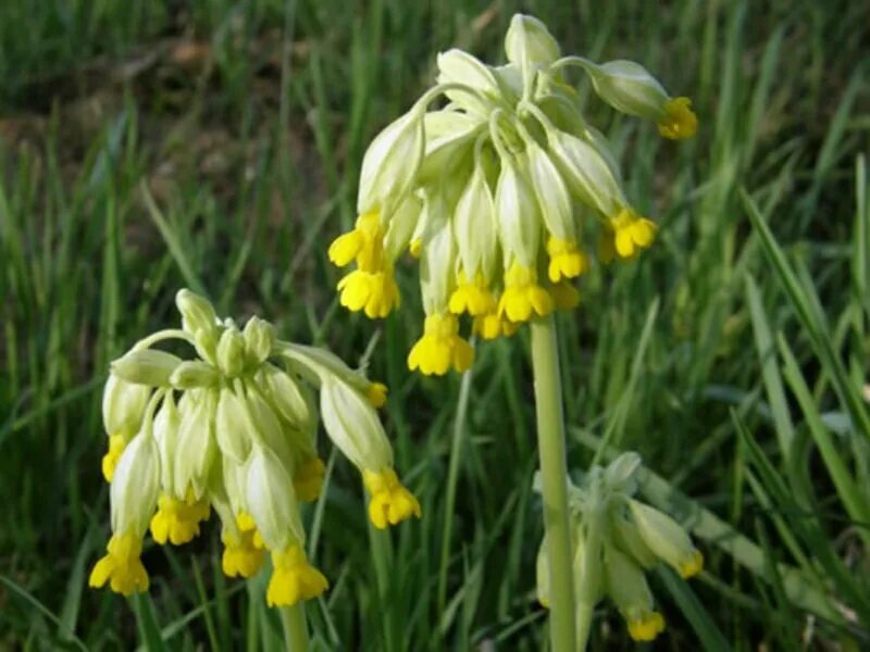 Первоцвет ключики. Первоцвет весенний (Primula veris l.). Первоцвет весенний примула баранчики. Баранчик первоцвет весенний. Primula officinalis.