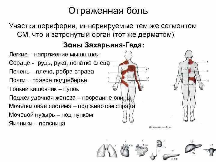 Болит под правой лопаткой у мужчины. Отраженные боли зоны Захарьина Геда. Отраженная боль физиология механизм. Зоны Захарьина Геда на спине. Зоны Захарьина Геда при стенокардии.