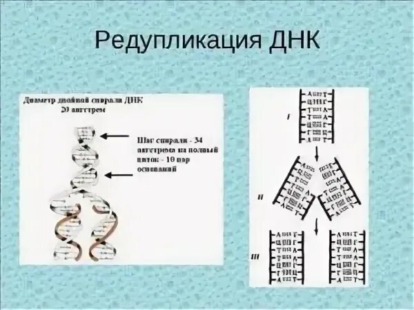 Редупликация днк