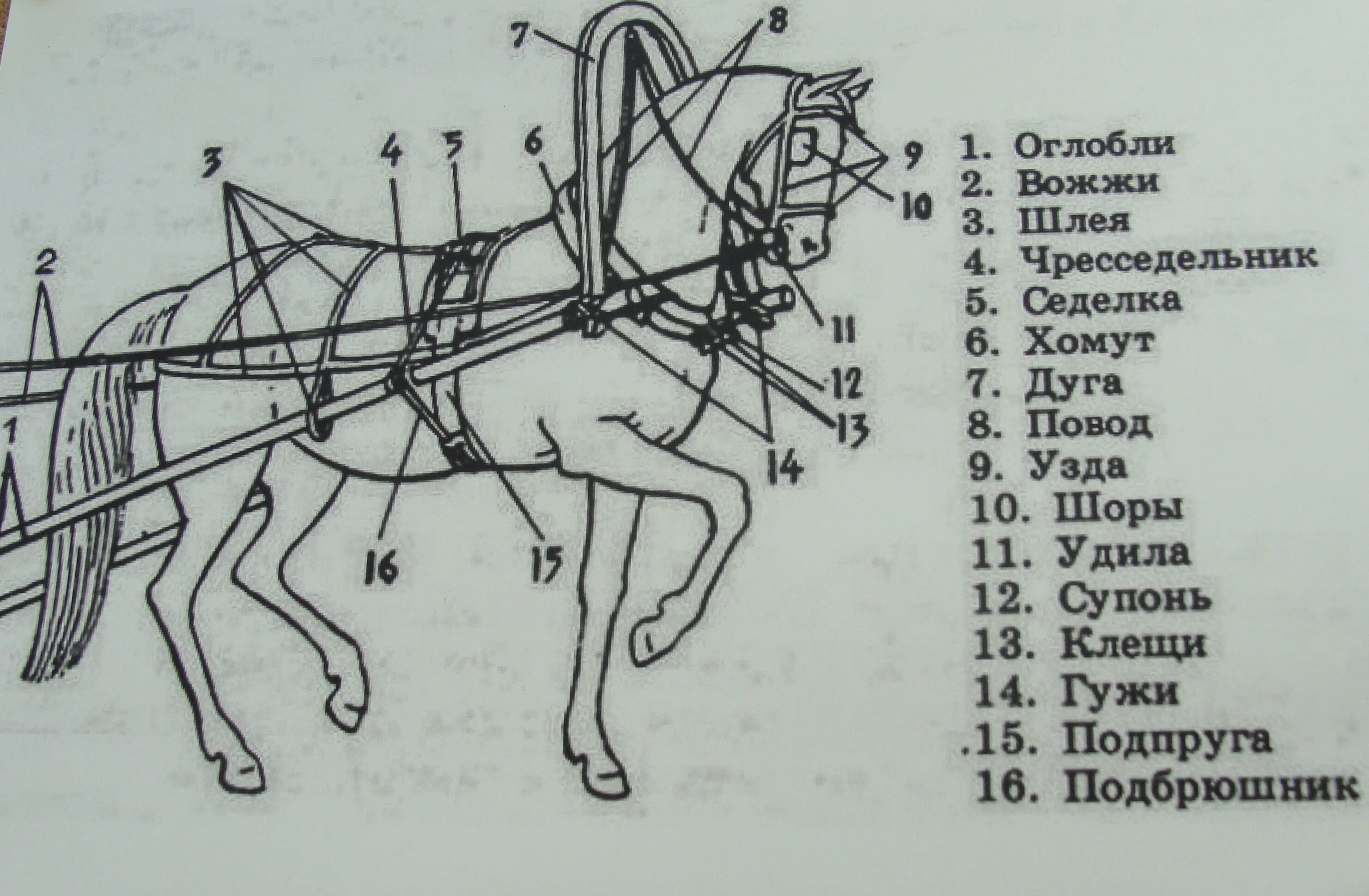 Упряжь для лошади сбоку от оглобель. Элементы упряжи лошади в телегу. Лошадь с оглоблями и хомутом. Упряжь для лошади схема дышло.