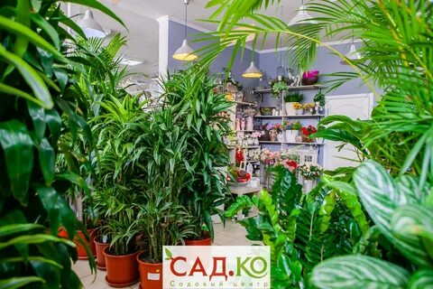 Магазины комнатных цветов ростов