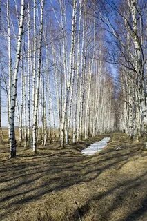 Полосы весны