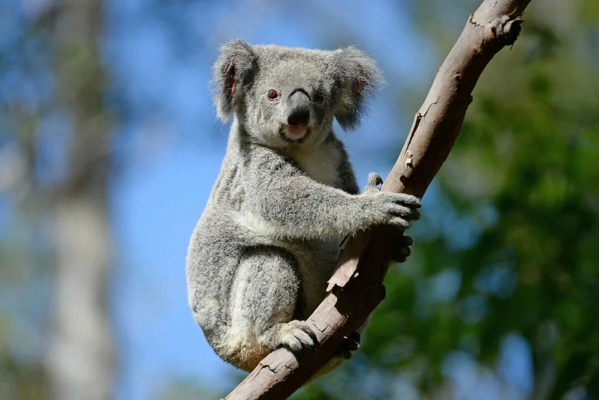 Коала. Животные Австралии коала. 4 Коалы. Коала вид сбоку.