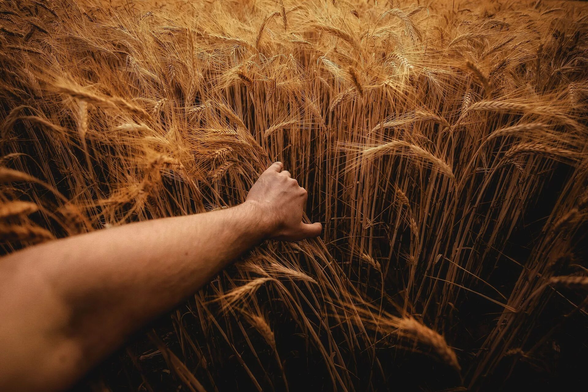 Среди пшеничного поля нашли мертвого