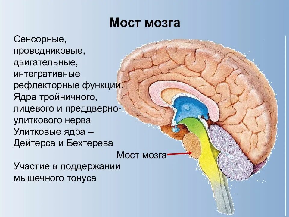 Какие рефлексы обеспечивает головной мозг. Функции продолговатого мозга центр защитных рефлексов. Центры защитных дыхательных рефлексов, дыхания и кашля расположены:. Продолговатый мозг отделы центральной нервной системы. Продолговатый мозг отдел нервной системы.