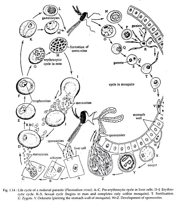 Plasmodium Vivax жизненный цикл. Цикл развития малярии - плазмодий рис.. Инвазионная стадия малярийного плазмодия. Цикл малярийного плазмодия схема. Малярия цикл развития малярийного плазмодия