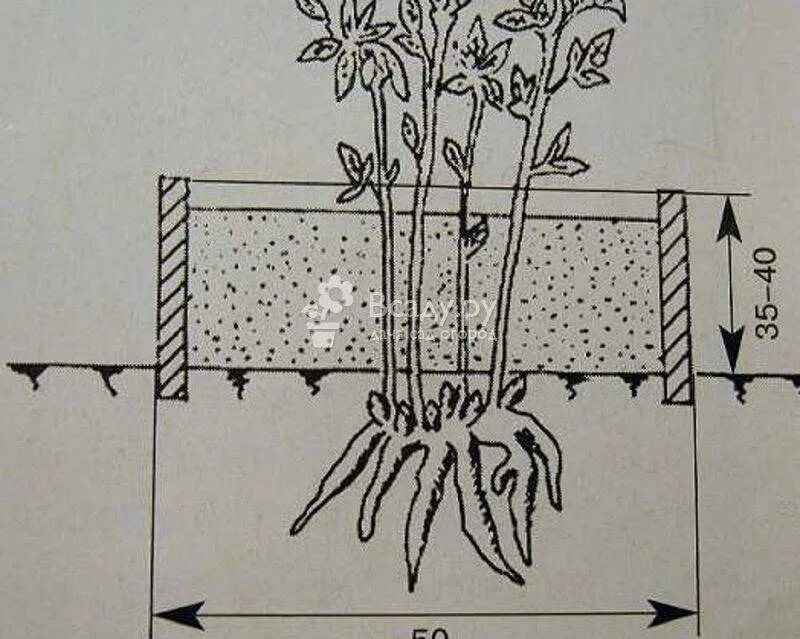 Клематисы корневая. Клематис размножение отводками. Клематис корни. Клематис размножение отводками весной.