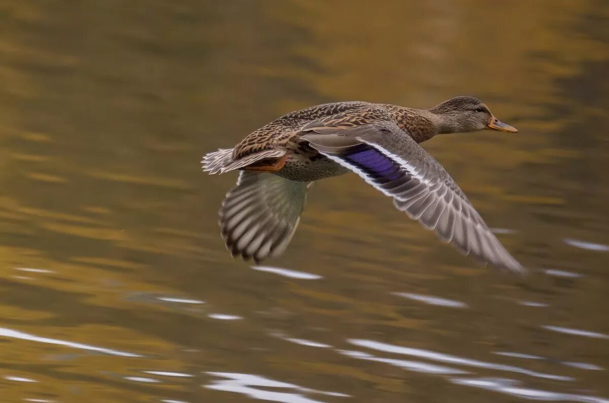 Крыжень утка. Утки дикие летают. Селезень утки кряквы в полете. Утки летят. Утки в небе.