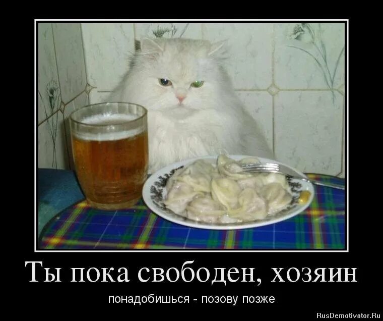 кот с пивом и пельменями. кот с пельменями и пивом мем. позвать друга. попозже позову. парень пи гласил на чай.