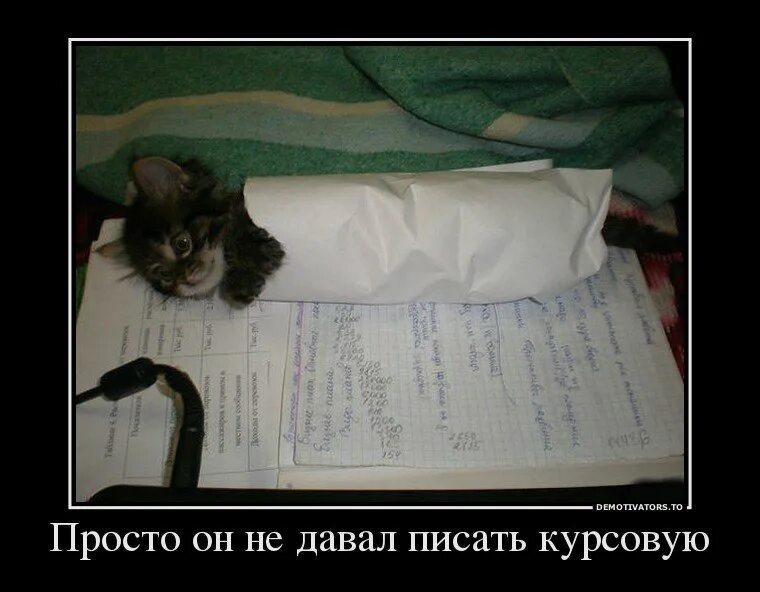 Читай не буду мешать. Кот готовится к экзамену. Кот мешает. Мешал писать курсовую. Кот студент.