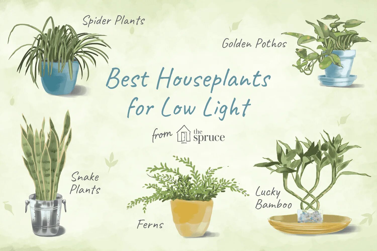 Low Light Plants. Home Plants Минимализм рисунки. Spider Plant игра. Good Plant. Low plants