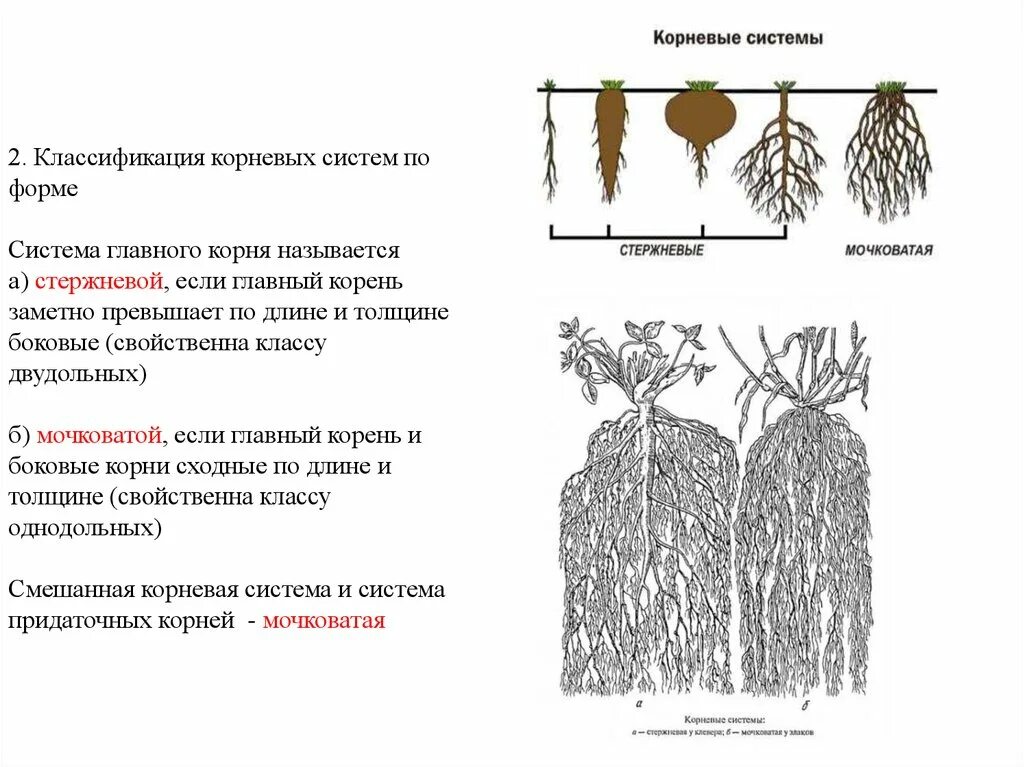 Корневая система растений образованы. Классификация корневых систем. Типы корневых систем в ботанике. Смешанный Тип корневой системы.