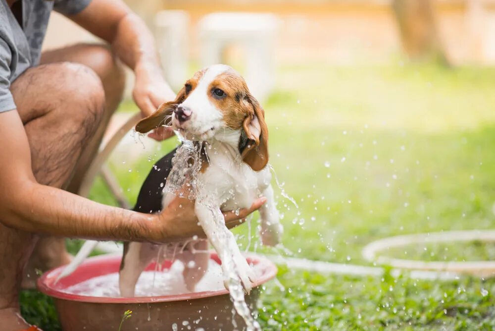Dog bathing