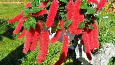Великолепное яркое проявление чего нибудь 5 букв