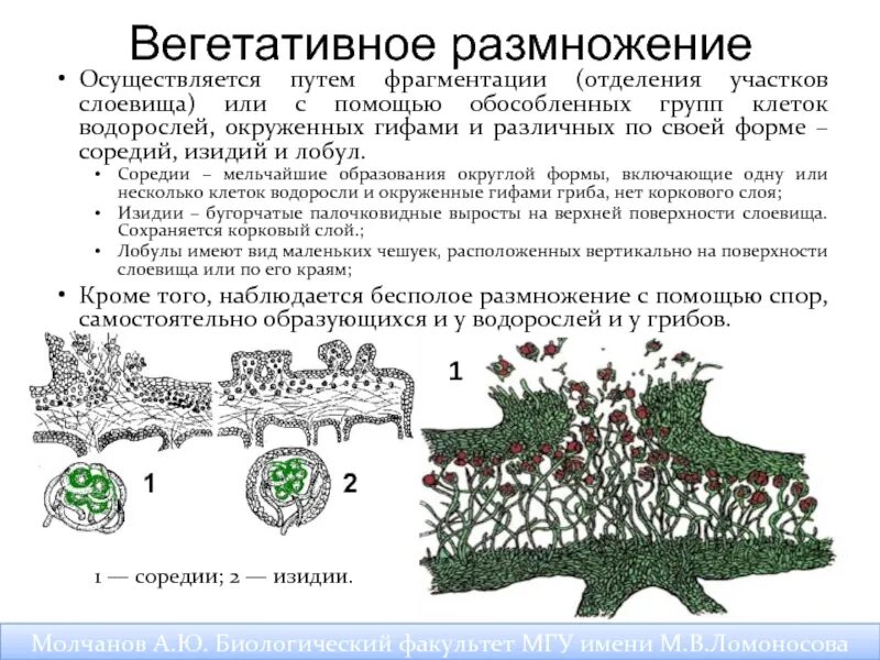 Лишайники строение размножение. Лишайники размножение слоевищем. Размножение лишайников вегетативное изидии. Бесполое размножение лишайников.