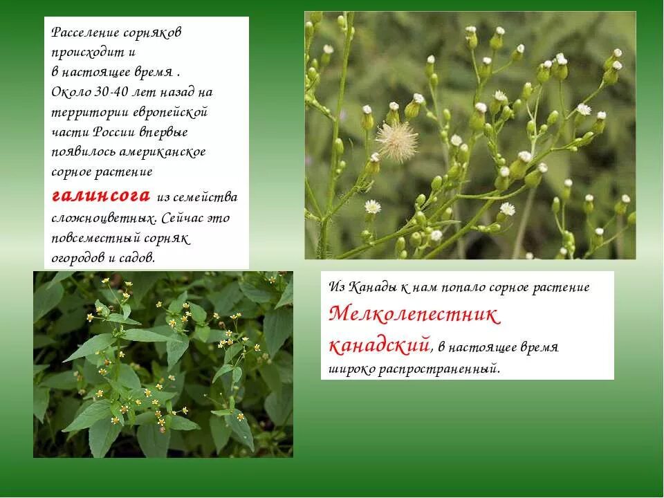 контрольная работа по биологии 6 класс строение цветковых растений. тест по биологии растительные сообщества. контрольная работа органы цветковых растений 6 класс ответы. проверочные тесты по биологии 5 класс. тест по биологии растительные сообщества.