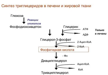 Печень расщепление жиров