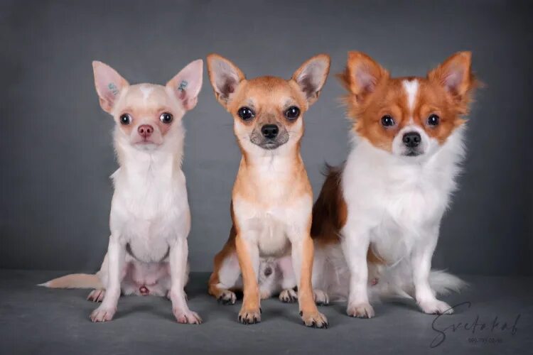 чихуахуа мини 4 месяца. 5 месяца. чихуахуа 4 месяца. чихуахуа длинношерстный 4 месяца. чихуа в 4 месяца.