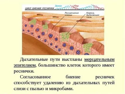 Какой эпителий выстилает желудок