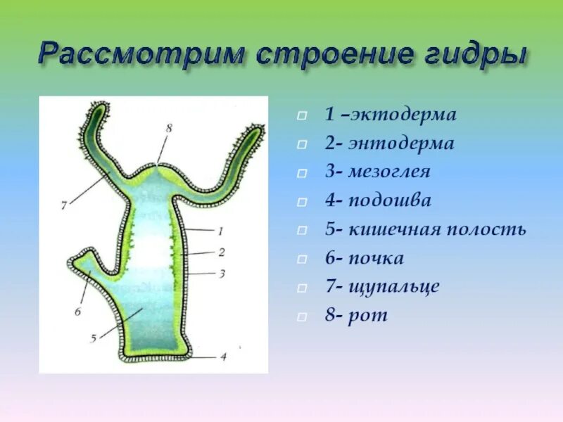 Тип кишечнополостные рисунок. Гидра биология. биология кишечнополостные гидры. эктодерма гидры в биологии. гидра пресноводная строение.