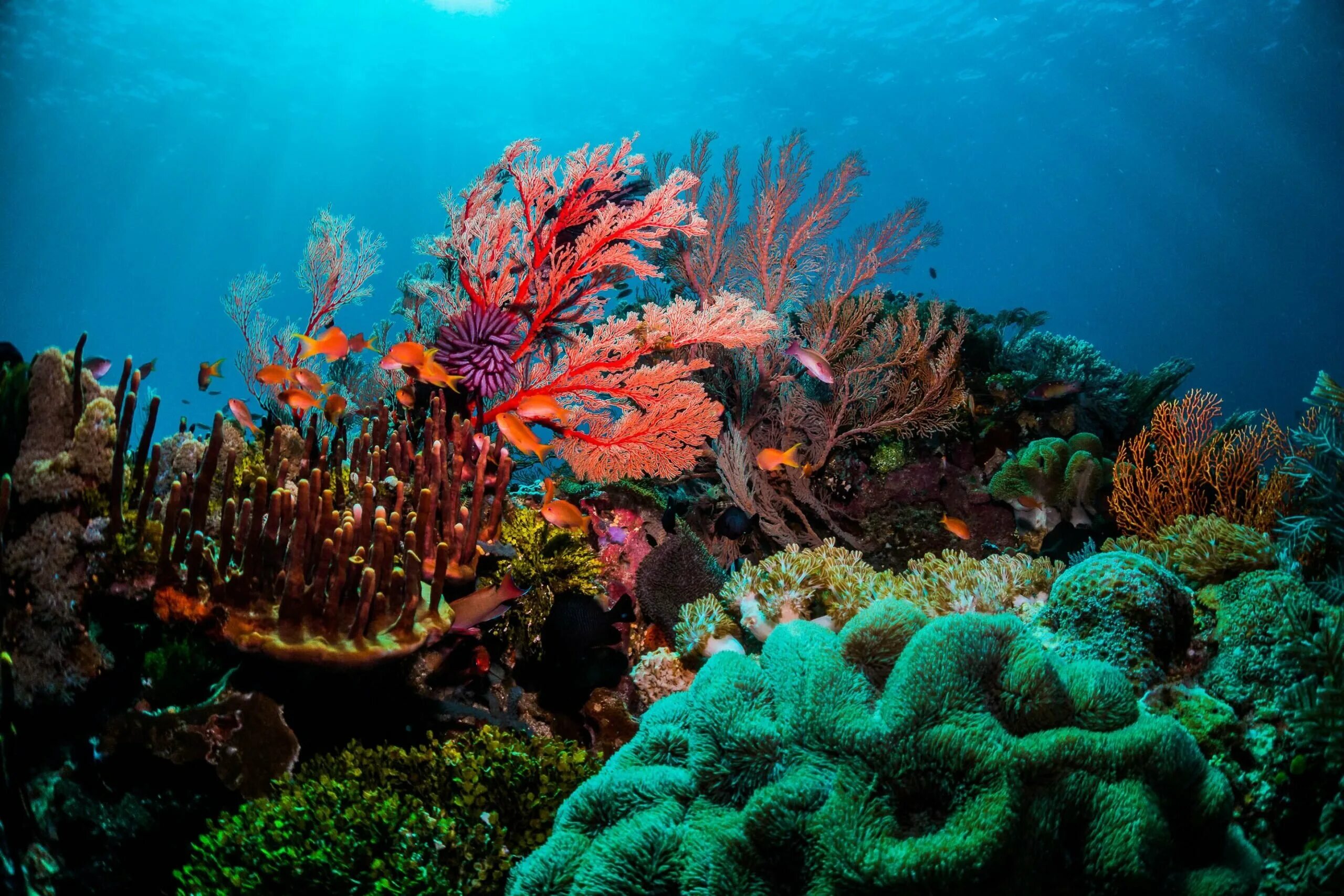 Great barrier reef corals. Большой Барьерный риф. Морские кораллы. Подводный мир кораллы. Обитатели коралловых рифов.